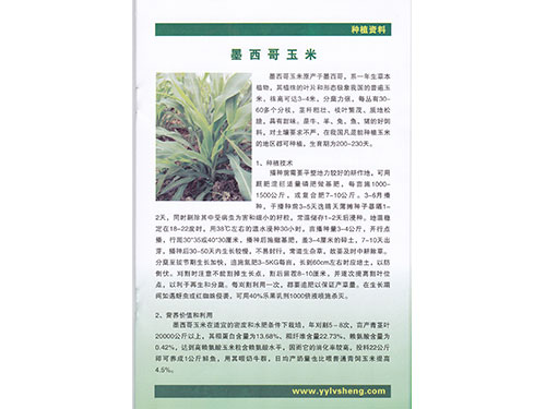 墨西哥玉米種植資料